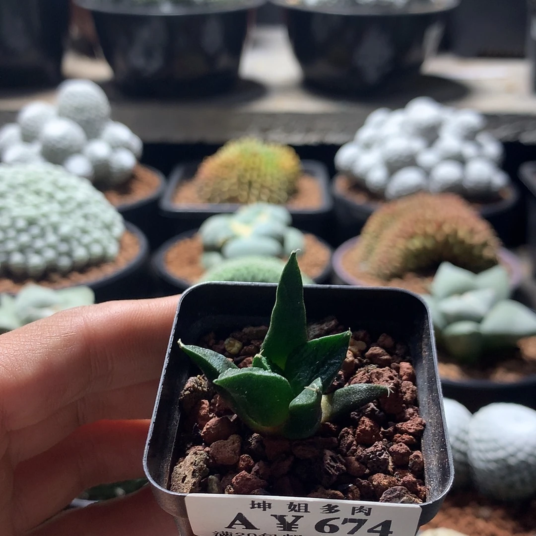实生哥斯拉岩牡丹674