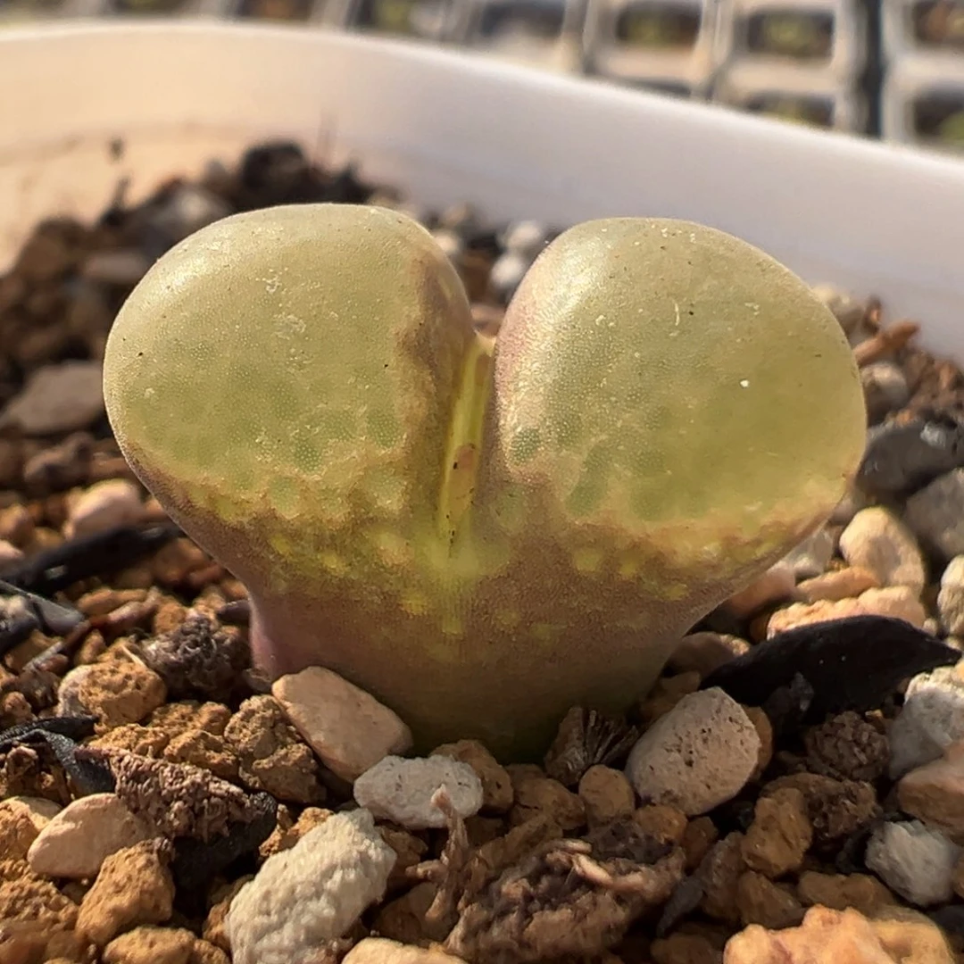 芭比风铃多肉植物