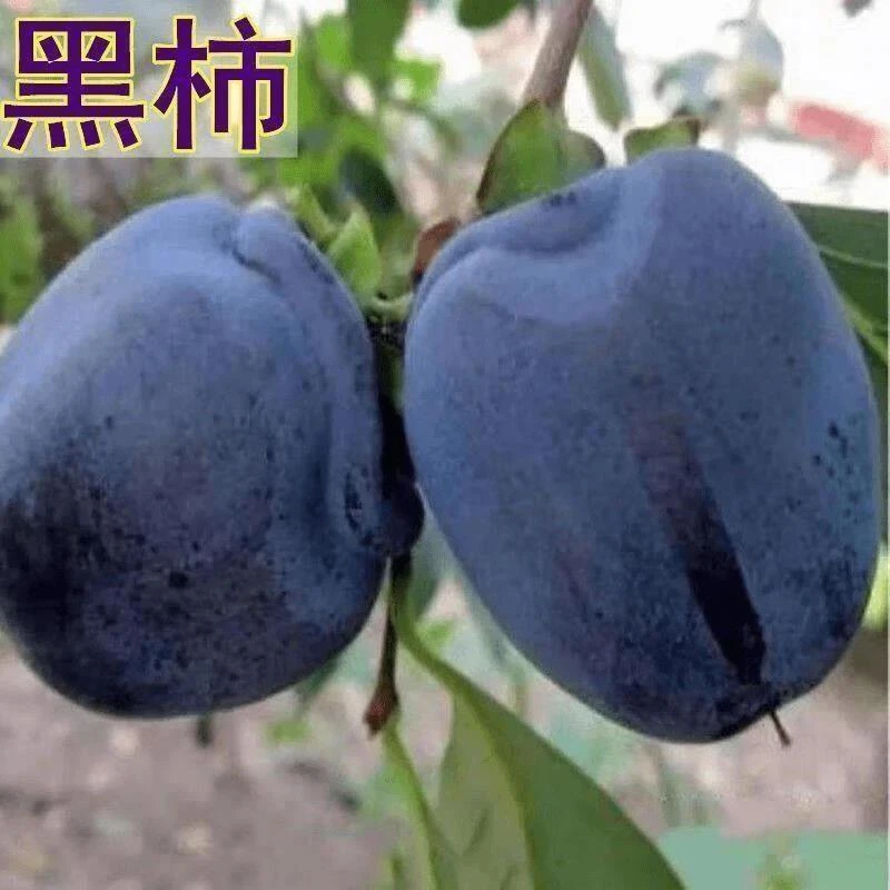黑柿子树苖嫁接黑色柿子苖超甜无涩黑脆柿子南北方种植当年结果