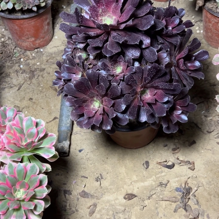 多肉植物满江红法师