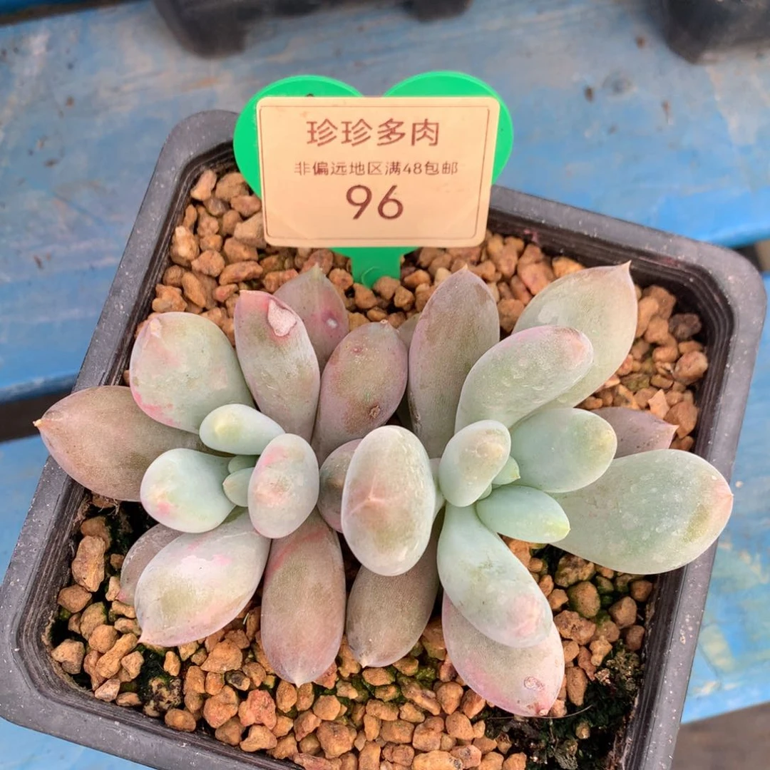 哥特萝莉双头彩体96