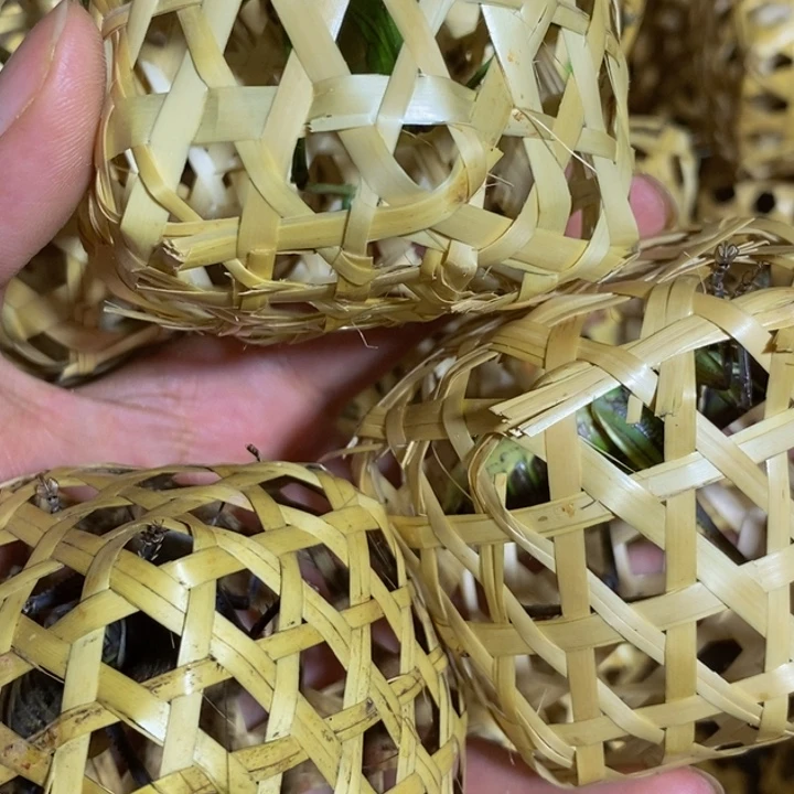 石***•石成文蝈蝈三只包活