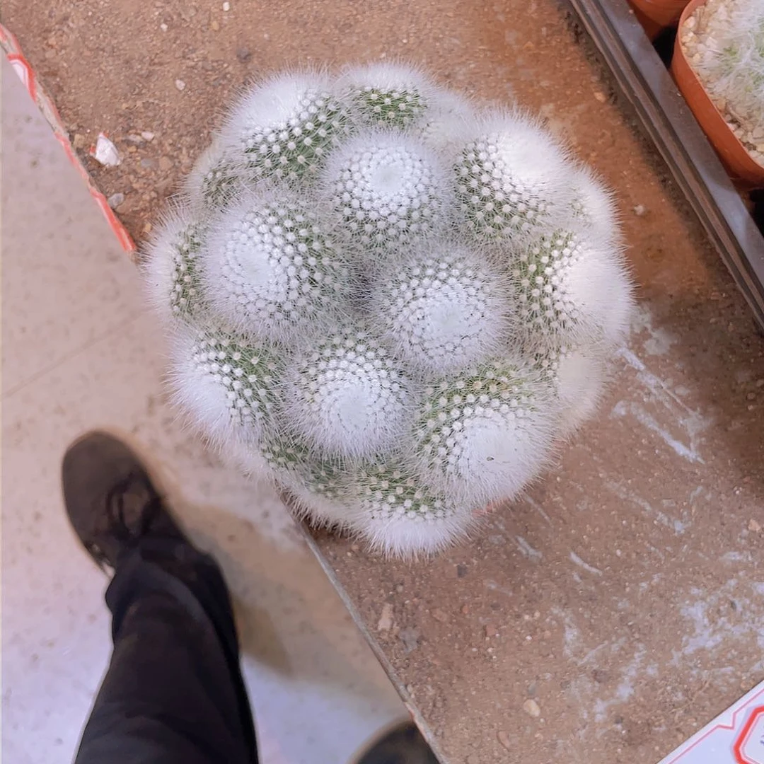 无花朵顺风顺水！顺风顺水