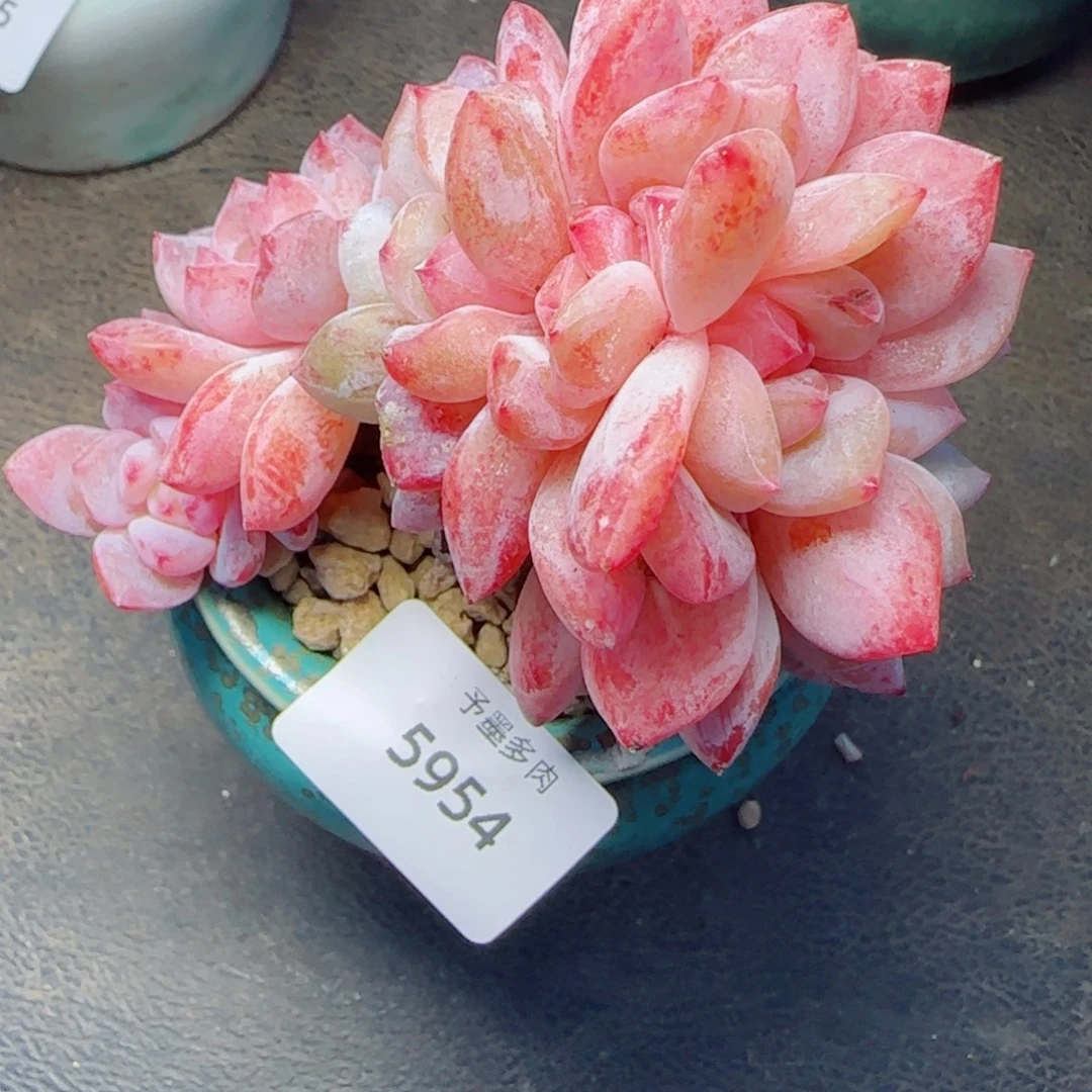 雪之魄缀化，5954多肉植物