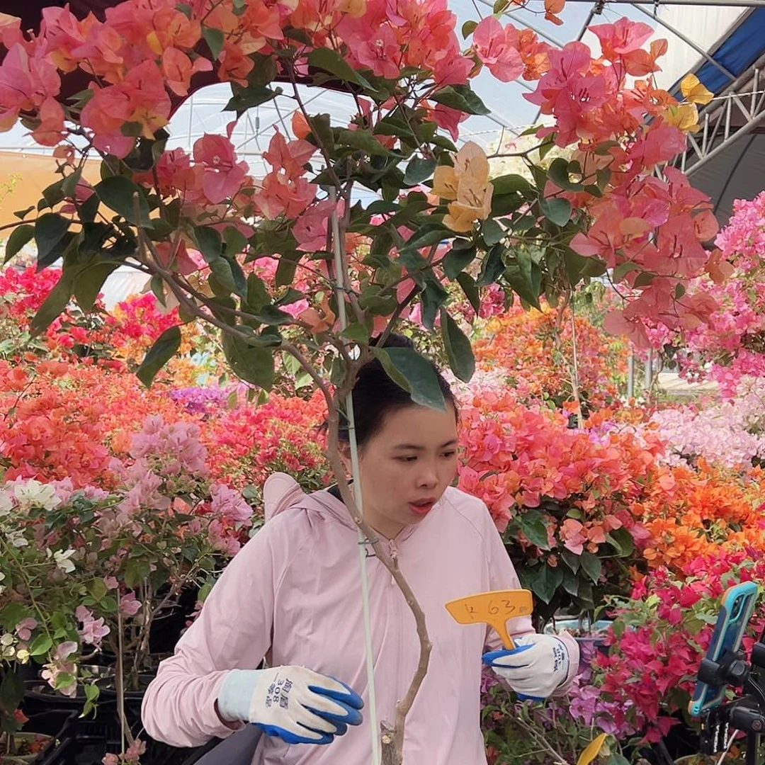 修***下大部分花苞少量开放K63阿达娜