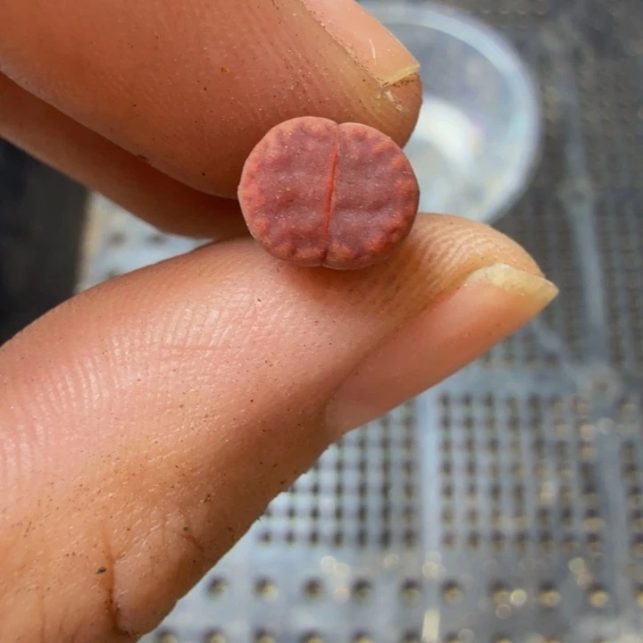 飔***柳多肉植物的生长491
