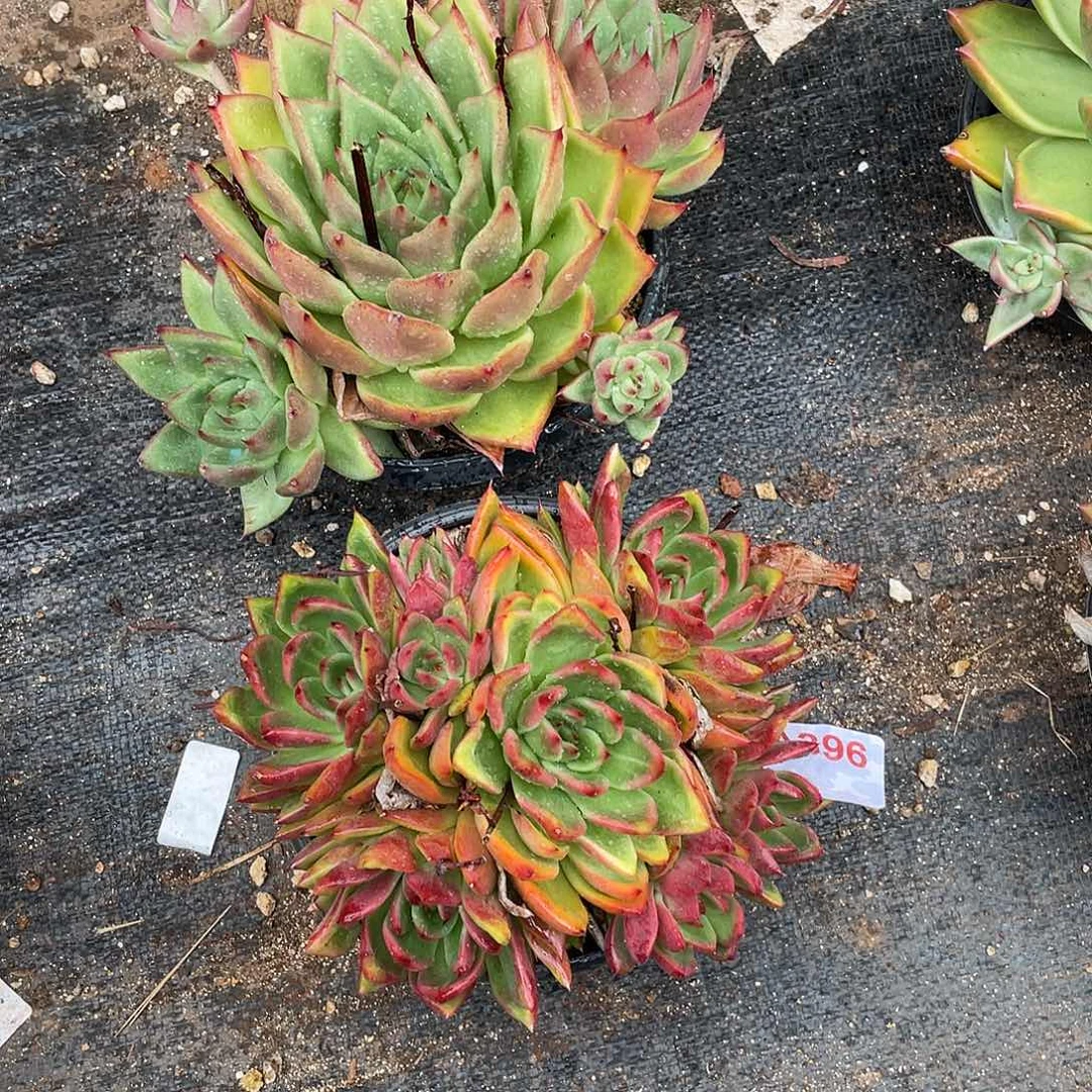 飞****若如东云组拍A396