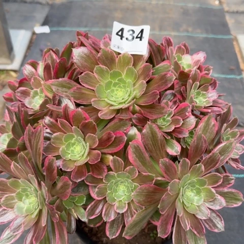 434浣纱30厘米左右