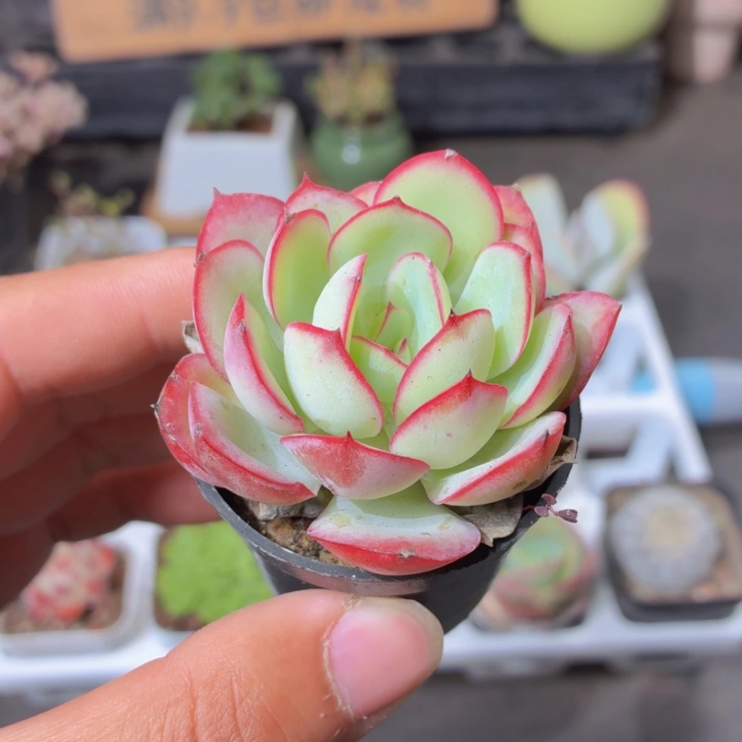 帕拉梅拉多肉9.9包邮发货