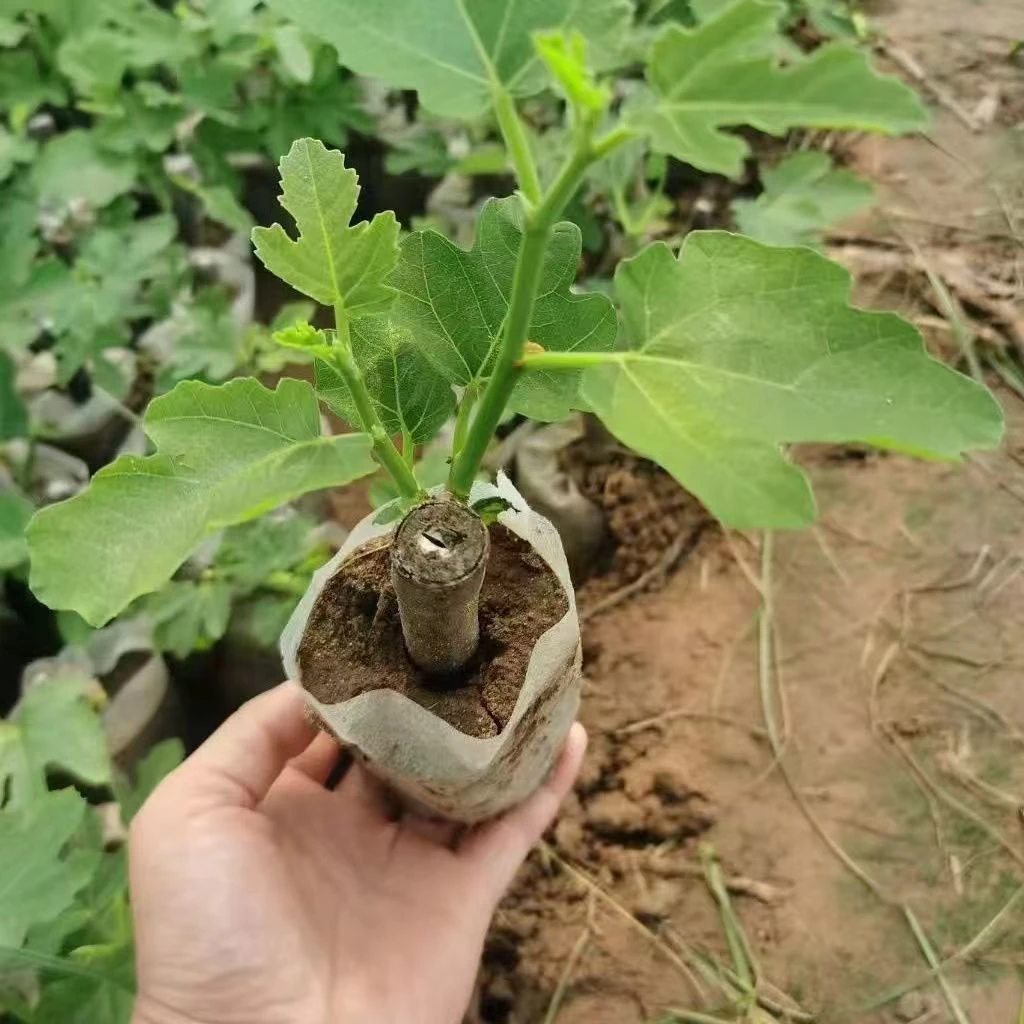 无花果盆栽地栽适用阳台庭院种植的果树苗