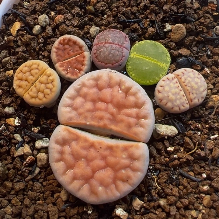 多肉组合植物百科3