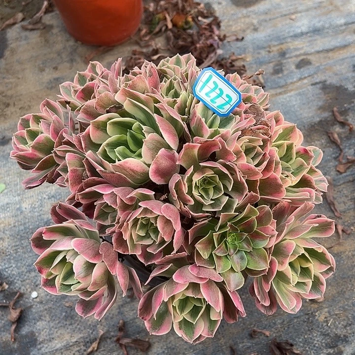 不周正女妖1222号的