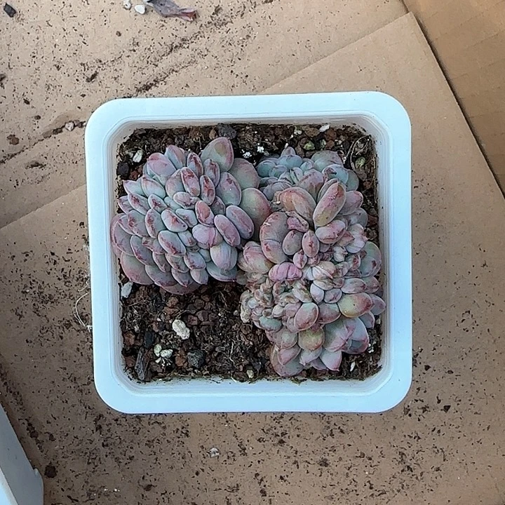 心****师青蛙王子儿童牙膏111