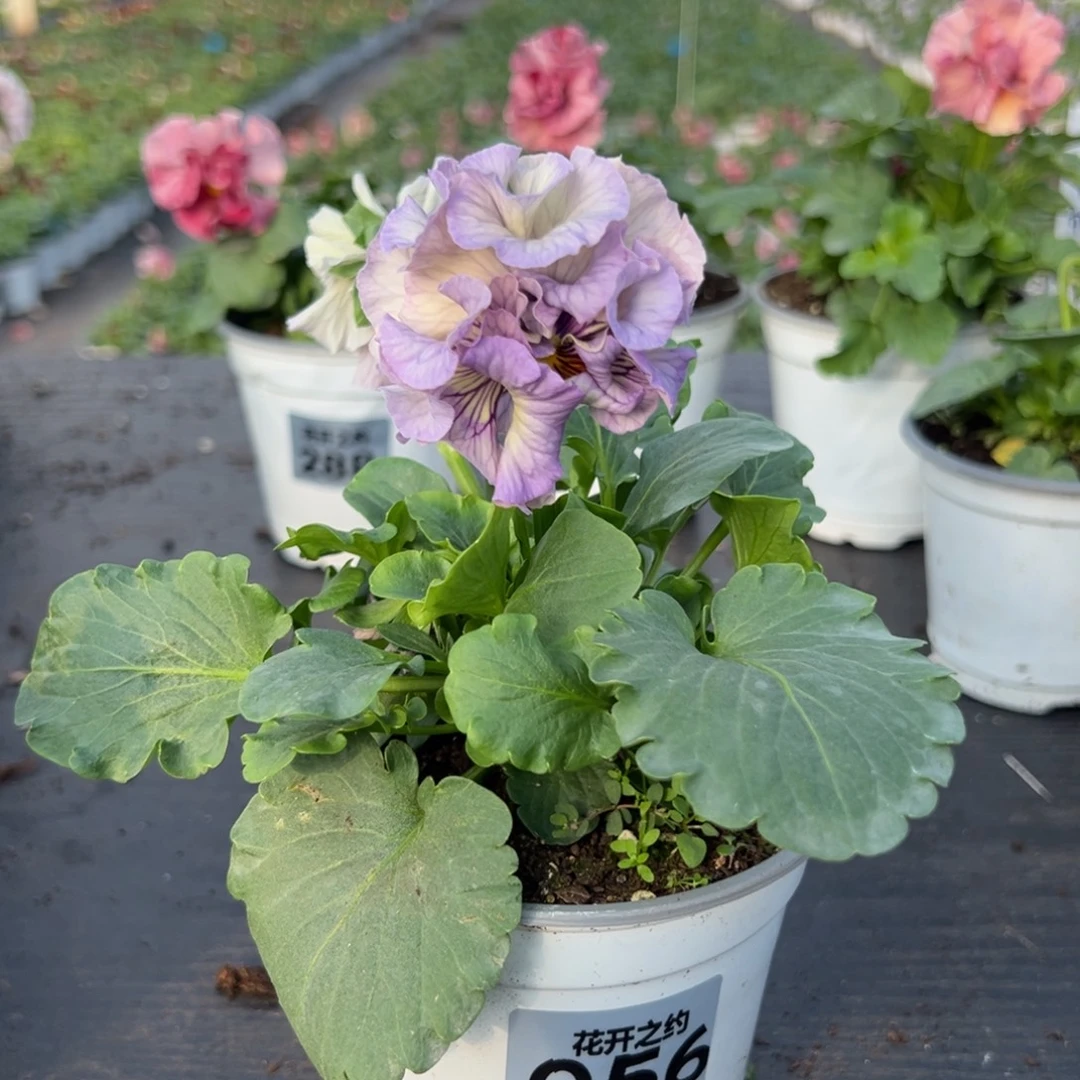 少量花朵（建议范围：2朵-5朵 或40%以下）056号木村