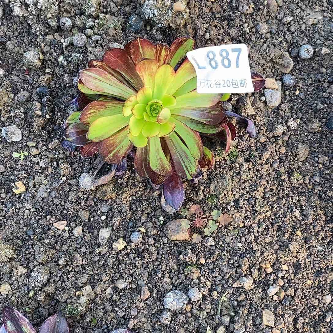 887莫兰迪多肉植物