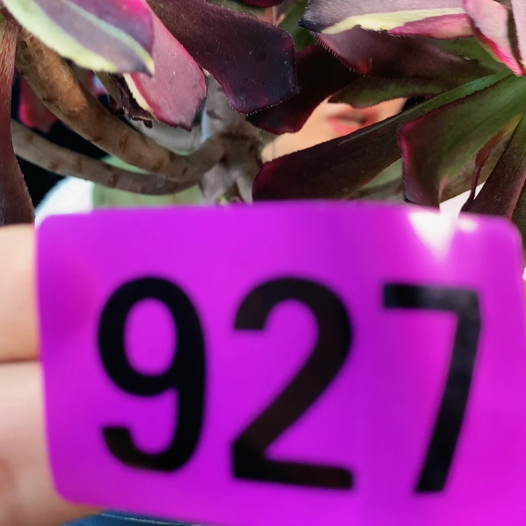 Ssssssssssssssssssssssss927