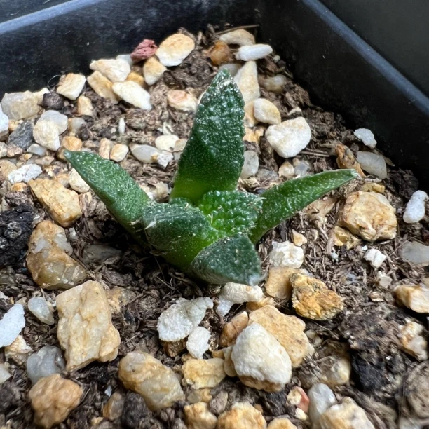 龟甲牡丹实生仙人球稀有品种防辐射室内桌面绿植小盆栽