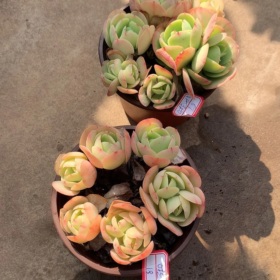 鸡蛋碧桃多肉植物两颗