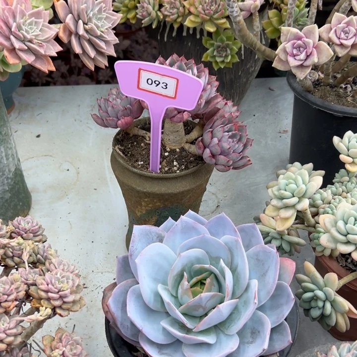 彤*赫拉多肉植物093