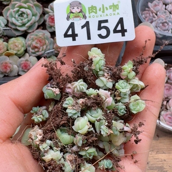 暖*?多肉植物多肉植物