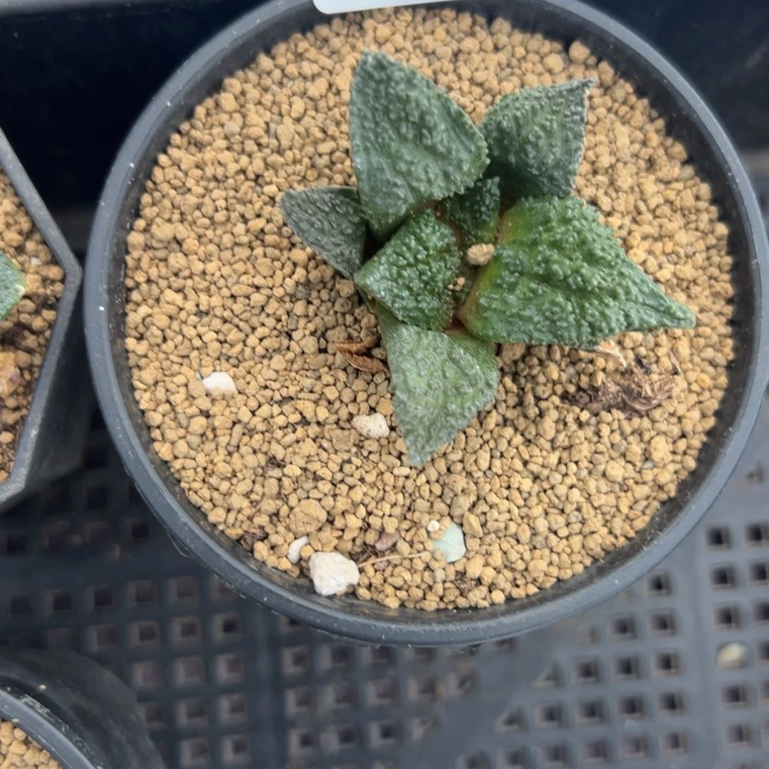 014号牡丹多肉植物