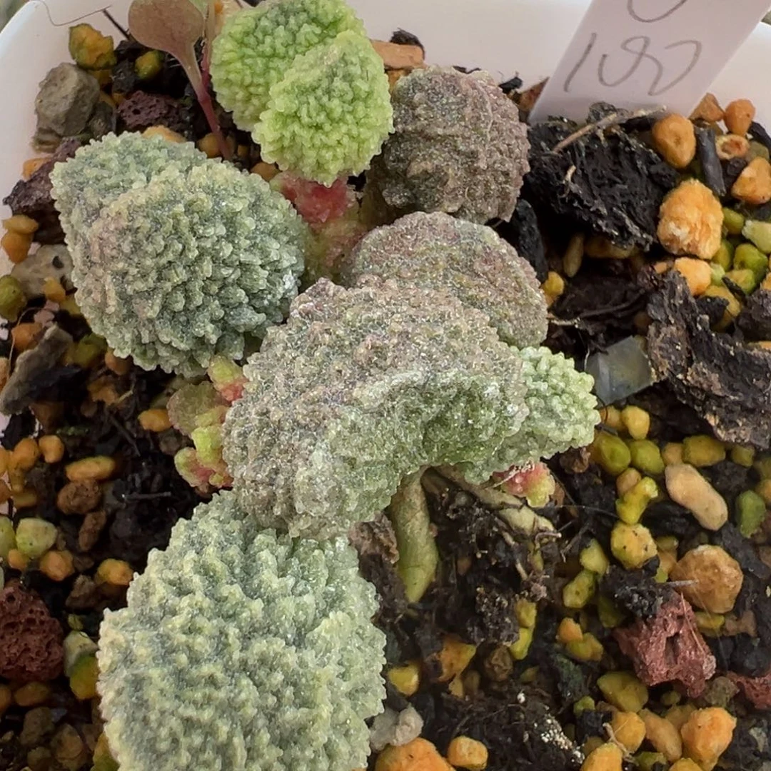 特价实生新品多肉植物