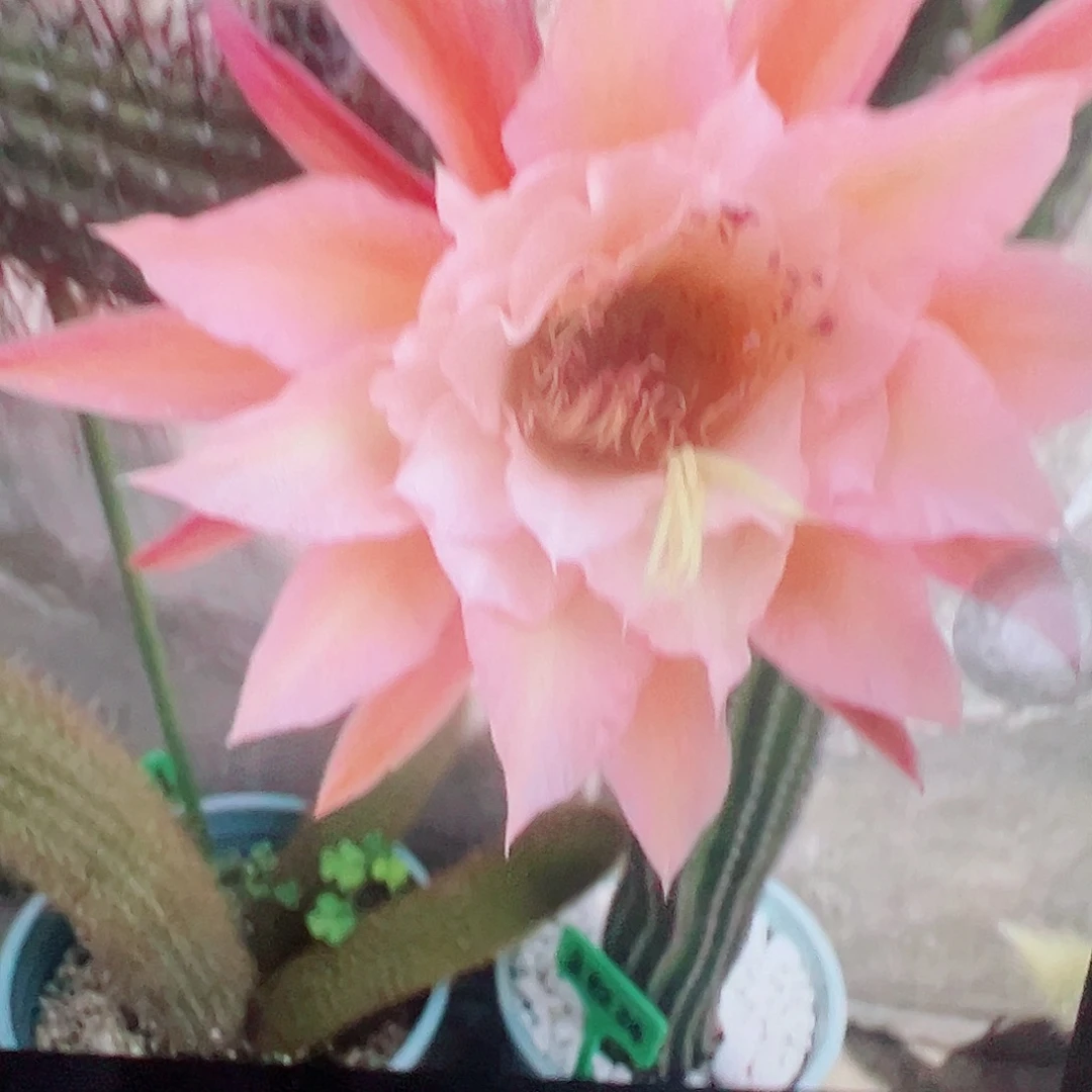 金妞 蝴蝶 侧芽 满20包邮