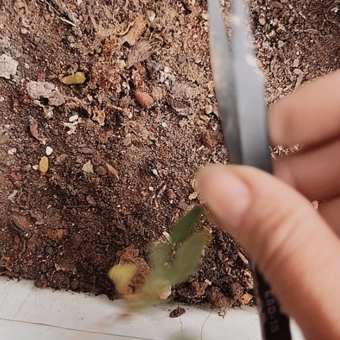 爱***斯2462仙人球小苗的一