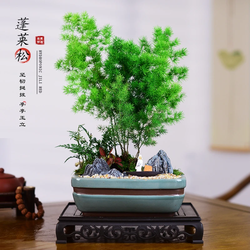 蓬莱松室内盆栽办公客厅中式盆景花卉桌面好养四季绿植金钱树植物