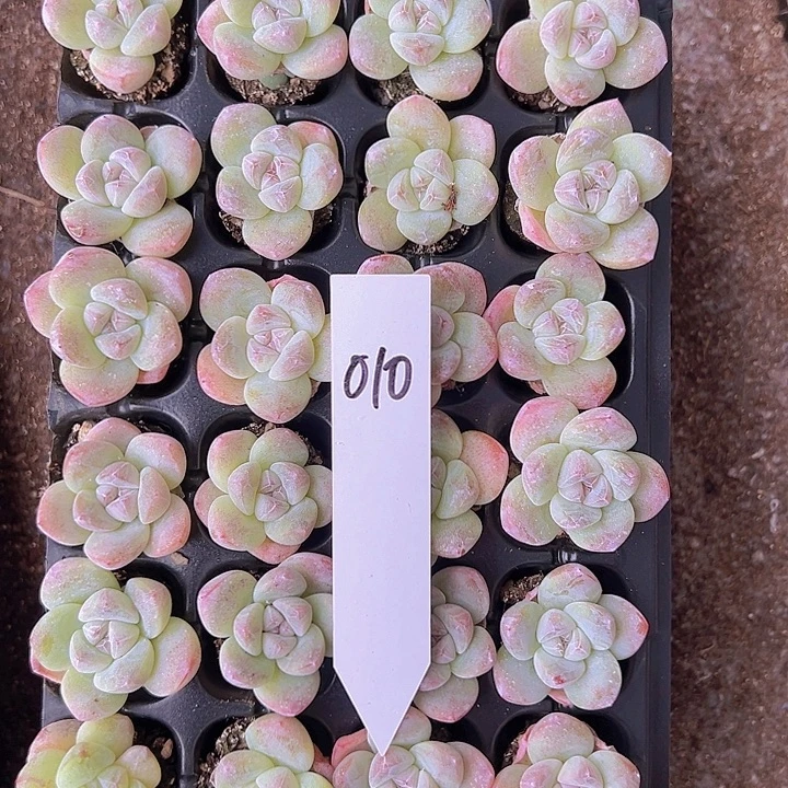 010全单头优选奶油冰玉！