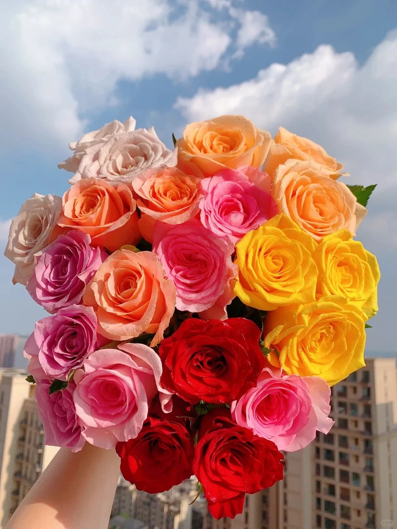 【混色玫瑰】 各种颜色玫瑰  多品种鲜切玫瑰 云南基地直发