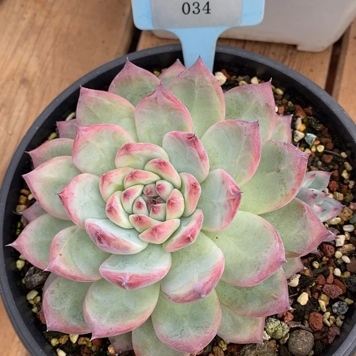 D034- 直播福利 原始卡罗拉