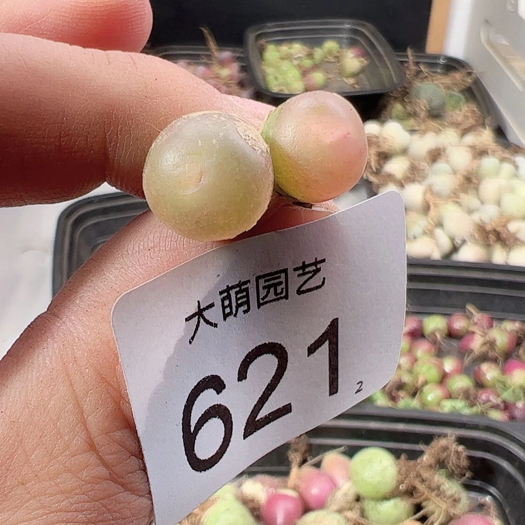 0000621 一物一拍……