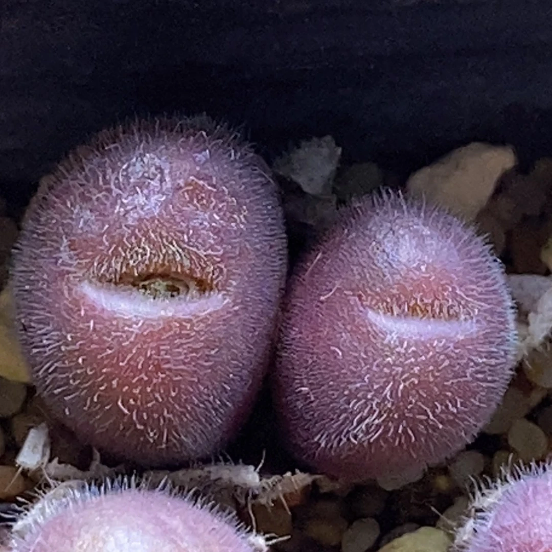 cr1439毛球球好看好看