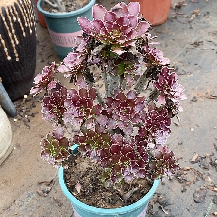 黑法多肉植物0055