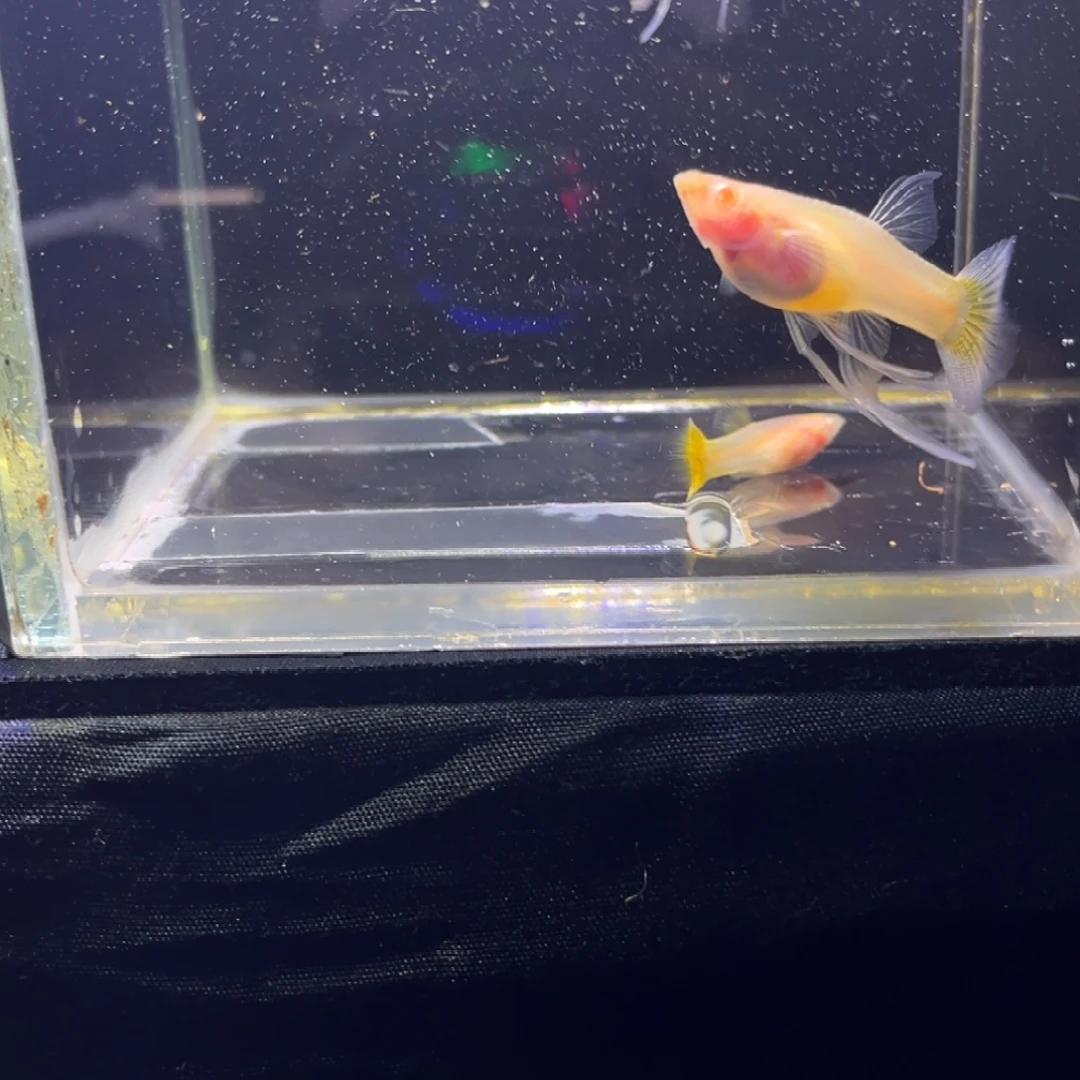 孔雀鱼孔雀鱼孔雀鱼