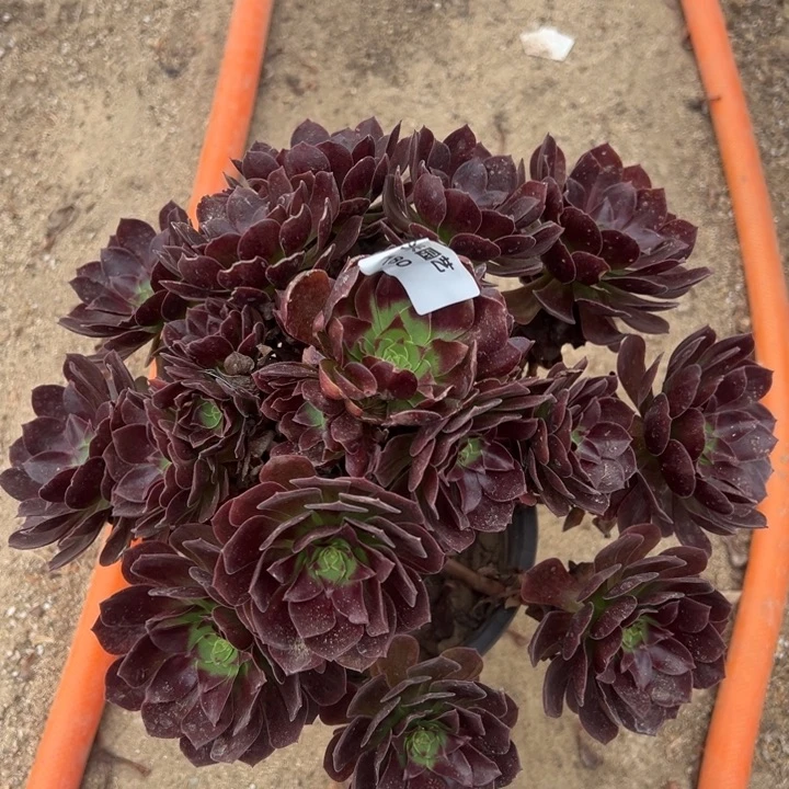 炽焰莲大手捧多肉植物180