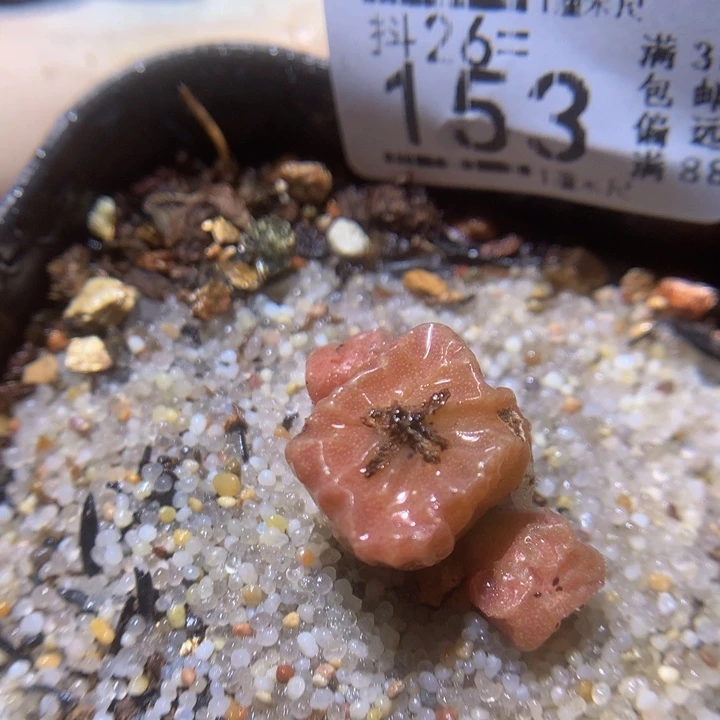 精品生石花26.153疤特