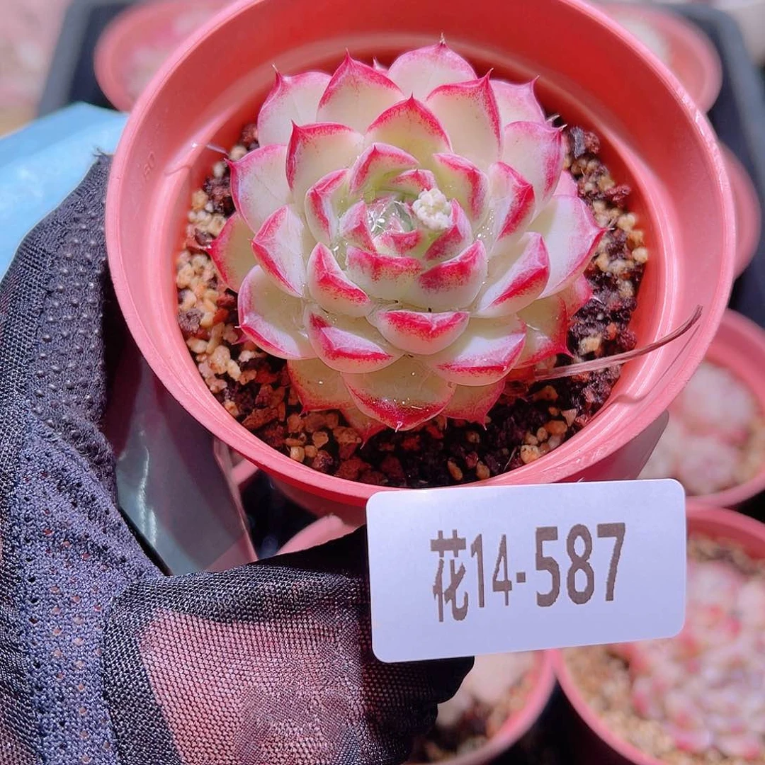 花利美14-587女王