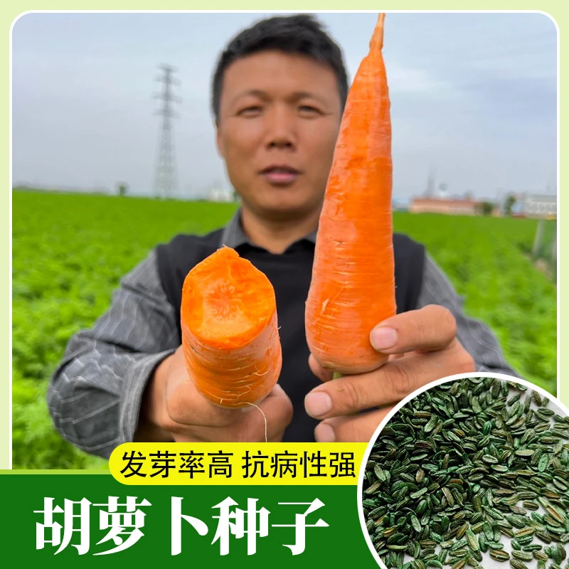 甜脆红胡萝卜种子四季可种适合阳台小院种植三红非转基因蔬菜高产