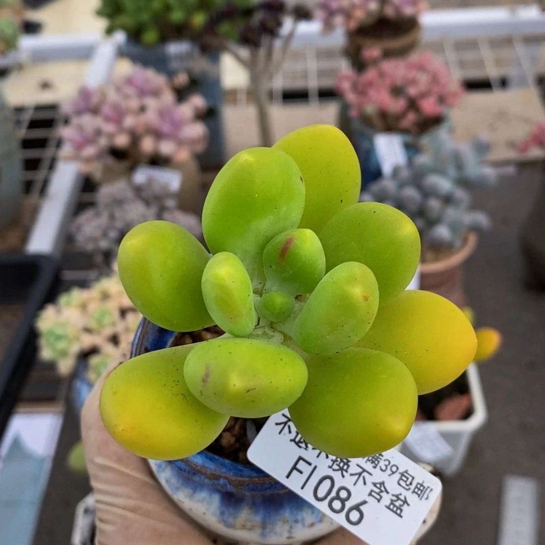 芒果奶酪金蟾086/6c m