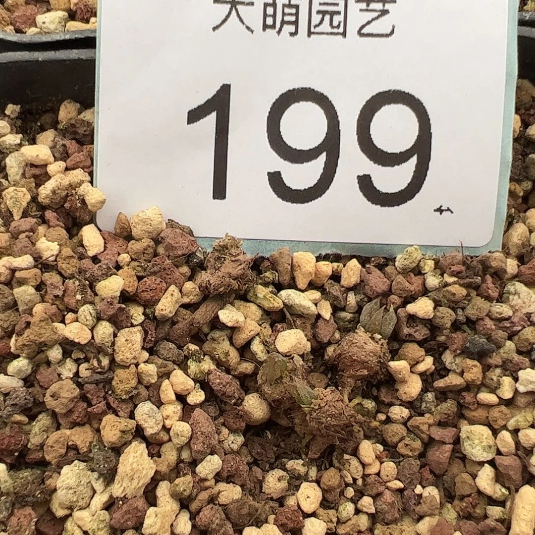 量拍以下1颗洛丽塔尺寸很小介意勿拍，199