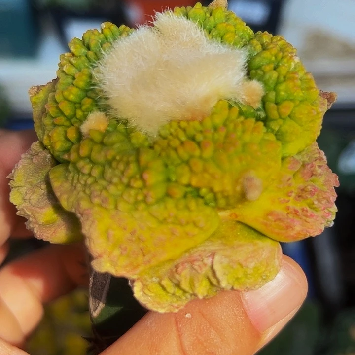 无花朵大尤哥怒牡丹锦723