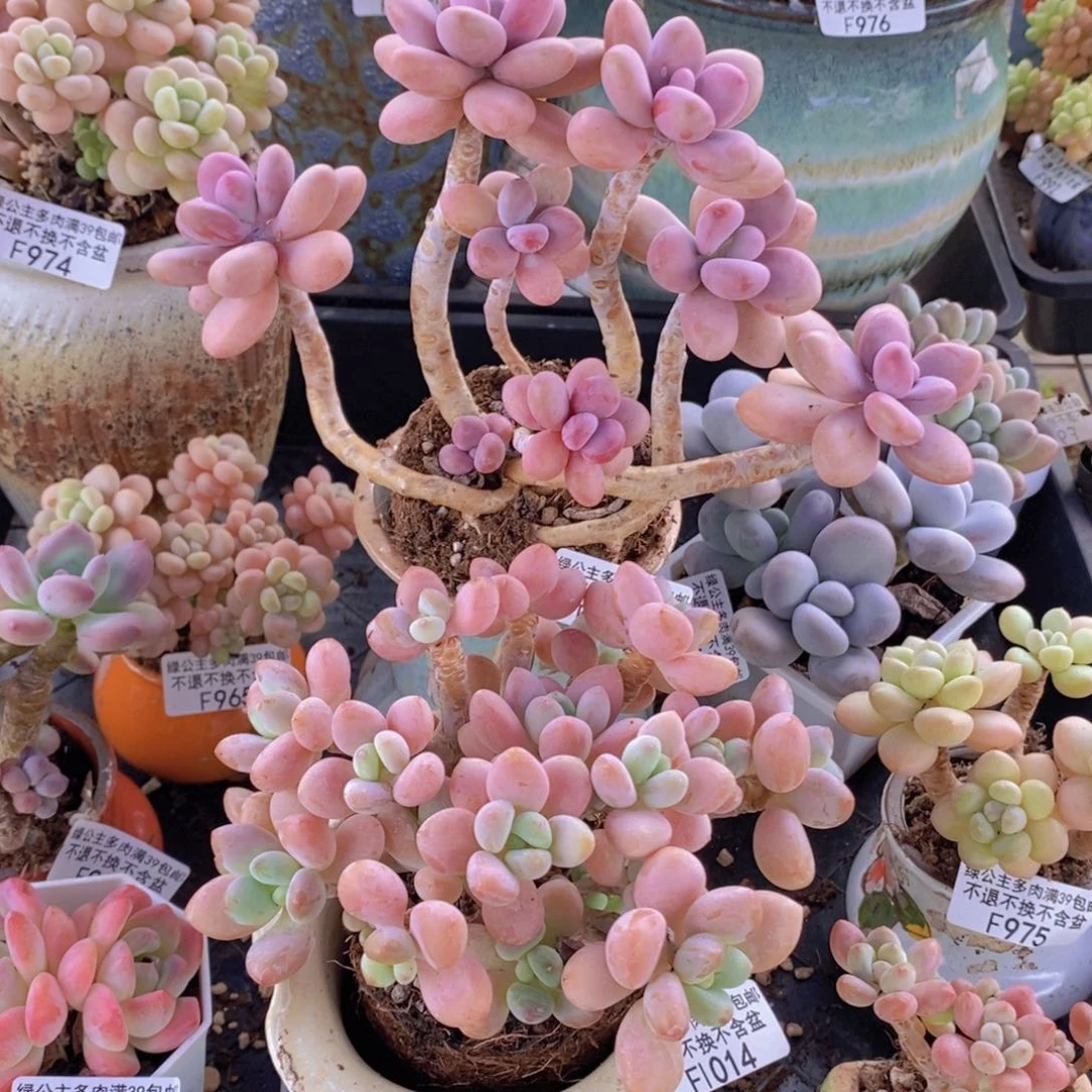 桃蛋1009，35。洛神1014，59多肉植物