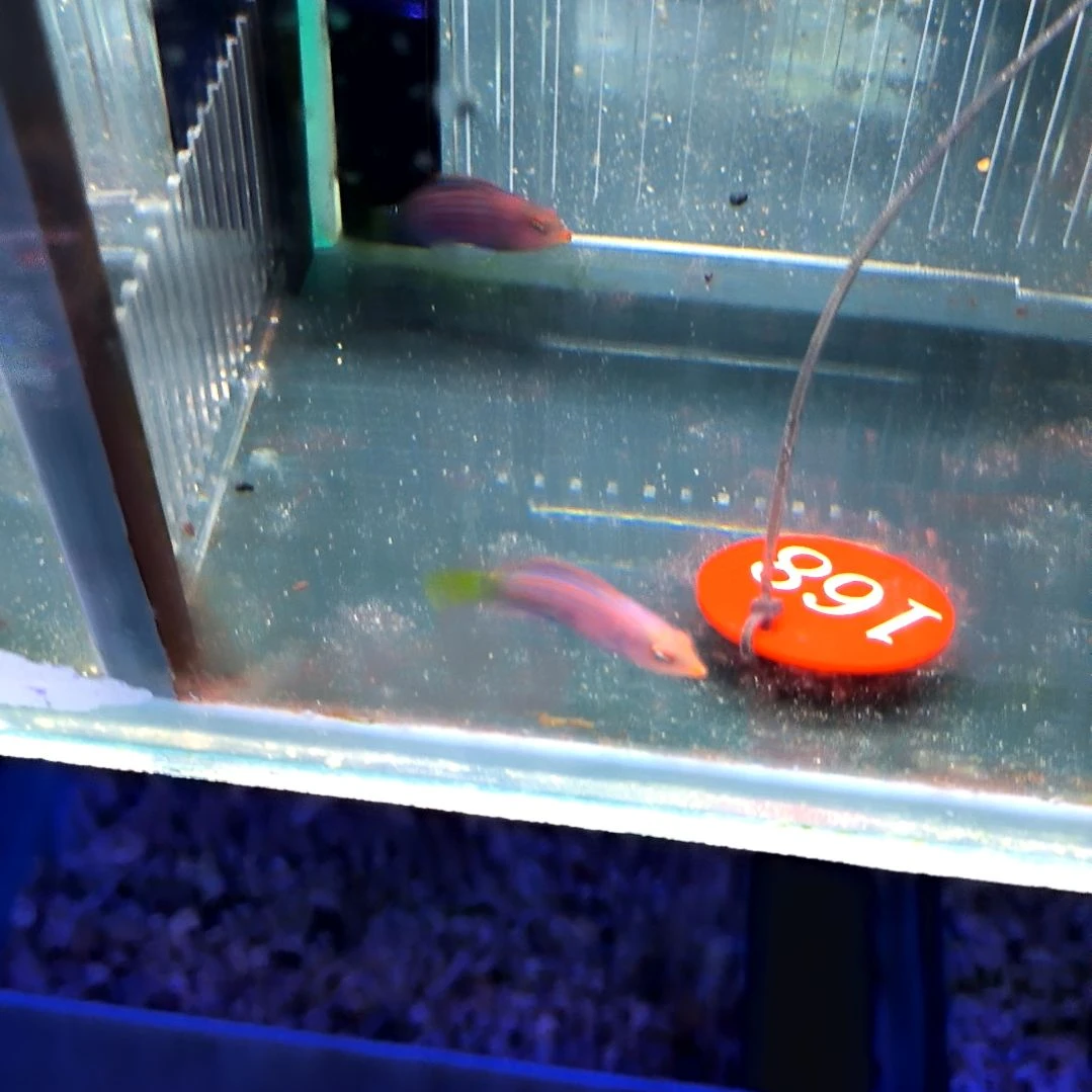 海水鱼六线龙小号两条/运30/6-66-168