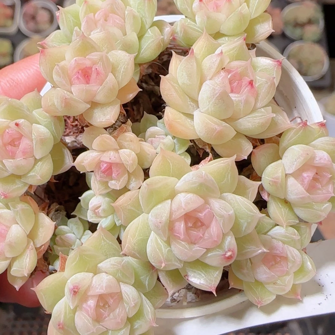 花语多肉1209-359散
