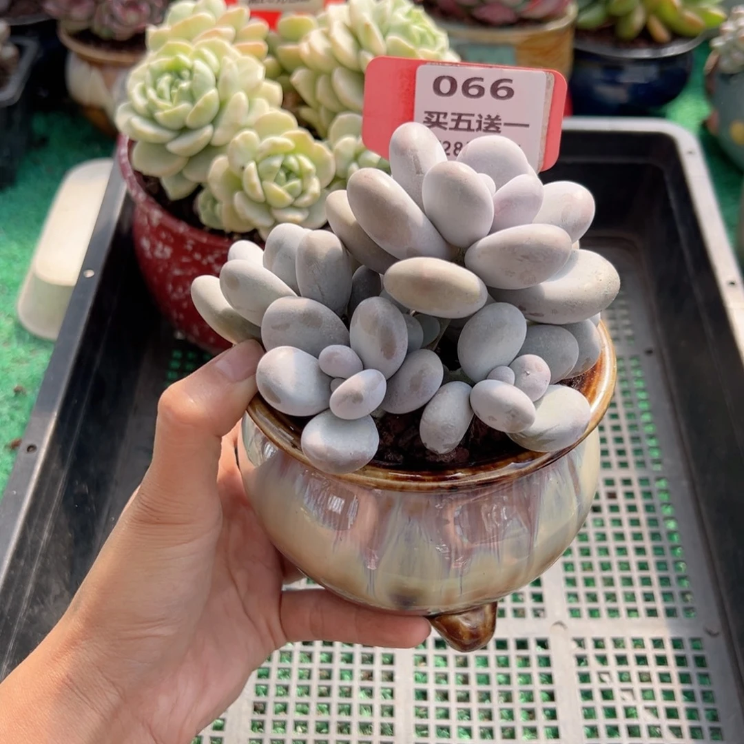 表妹精品多肉植物066.