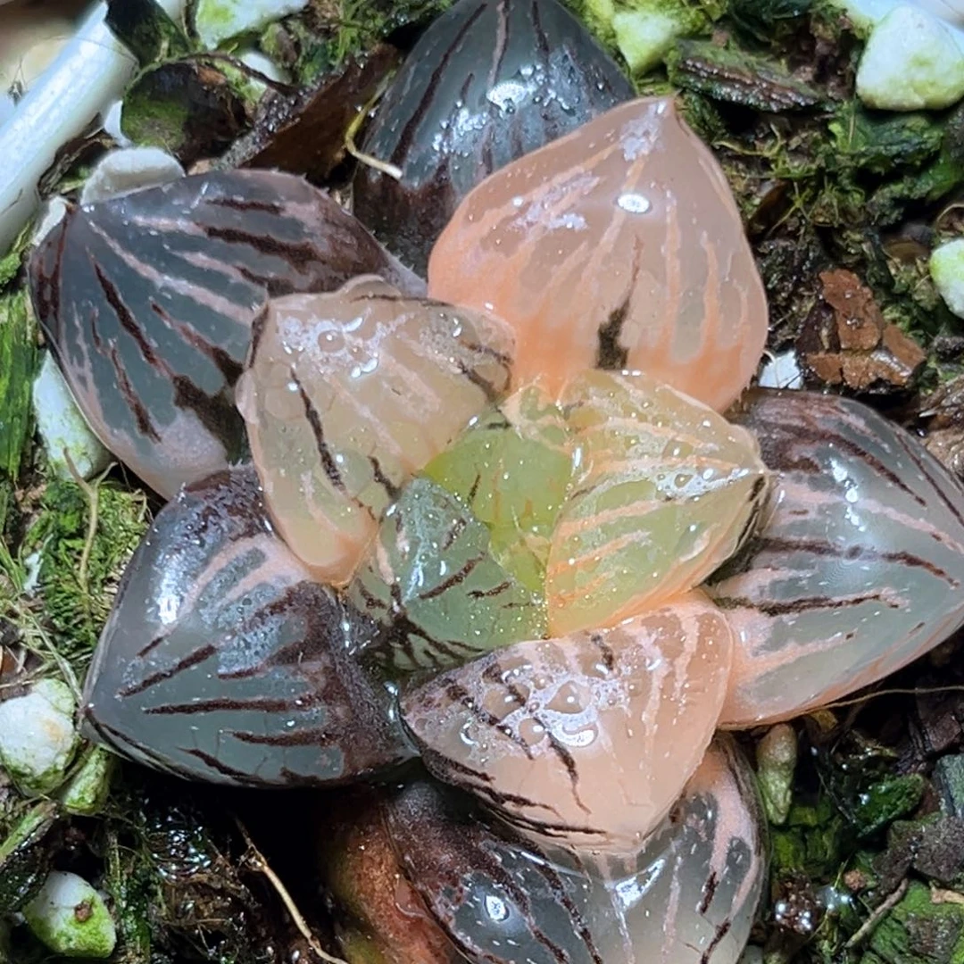 恭喜发财大吉大利2412