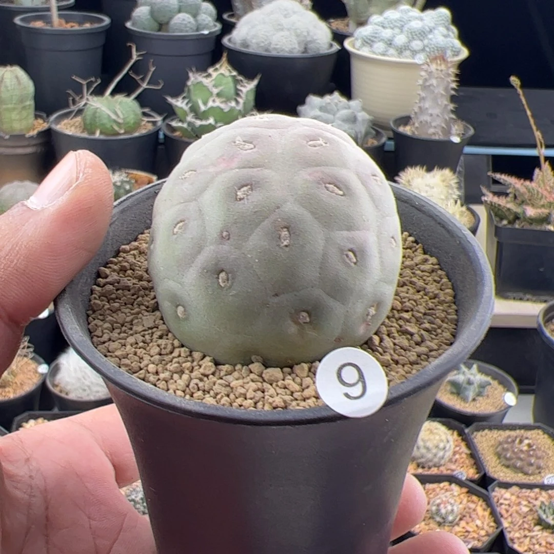 习志野4.4一物一拍9