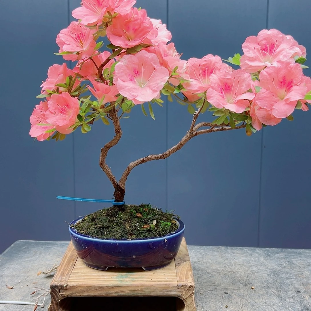 无花朵弦*器盆景皋月杜鹃9117